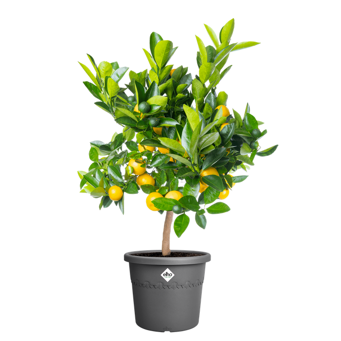 algarve cilindro 30cm antraciet